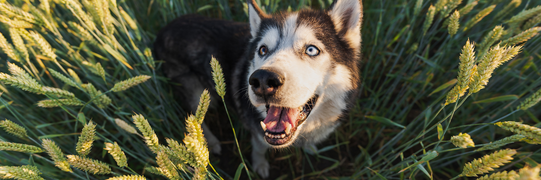 Perlbachhaus_Aufenthalt_parallax_hund
